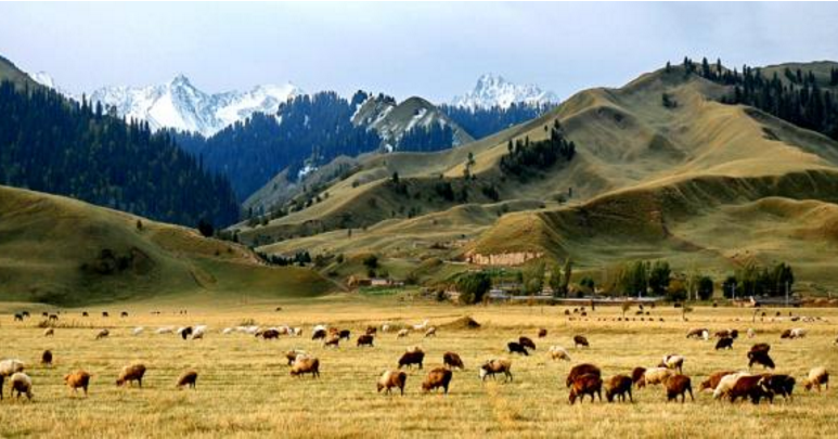 新疆是否可以使用cors賬號(hào)？